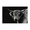 Stupell Industries Scottish Highland Cattle Canvas, design by Crystal Lynn Collins
